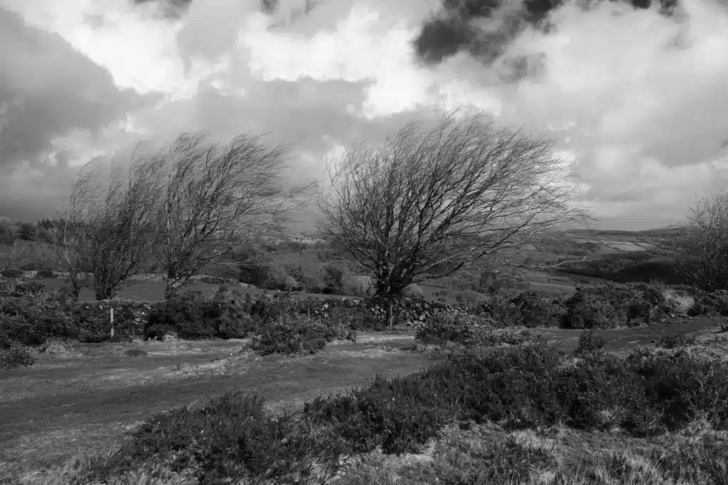 Rugged, windsept Dartmoor trees