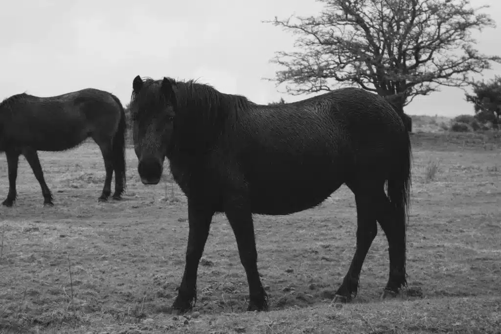 Dartmoor ponies